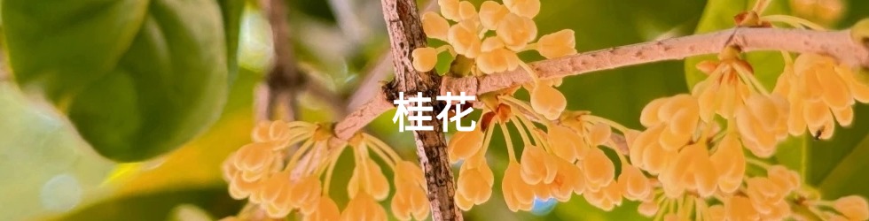 桂花
